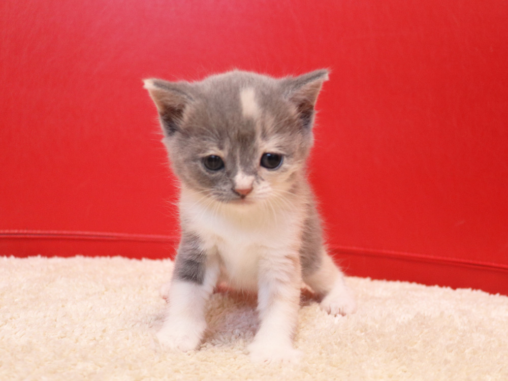 スコティッシュフォールドの子猫画像