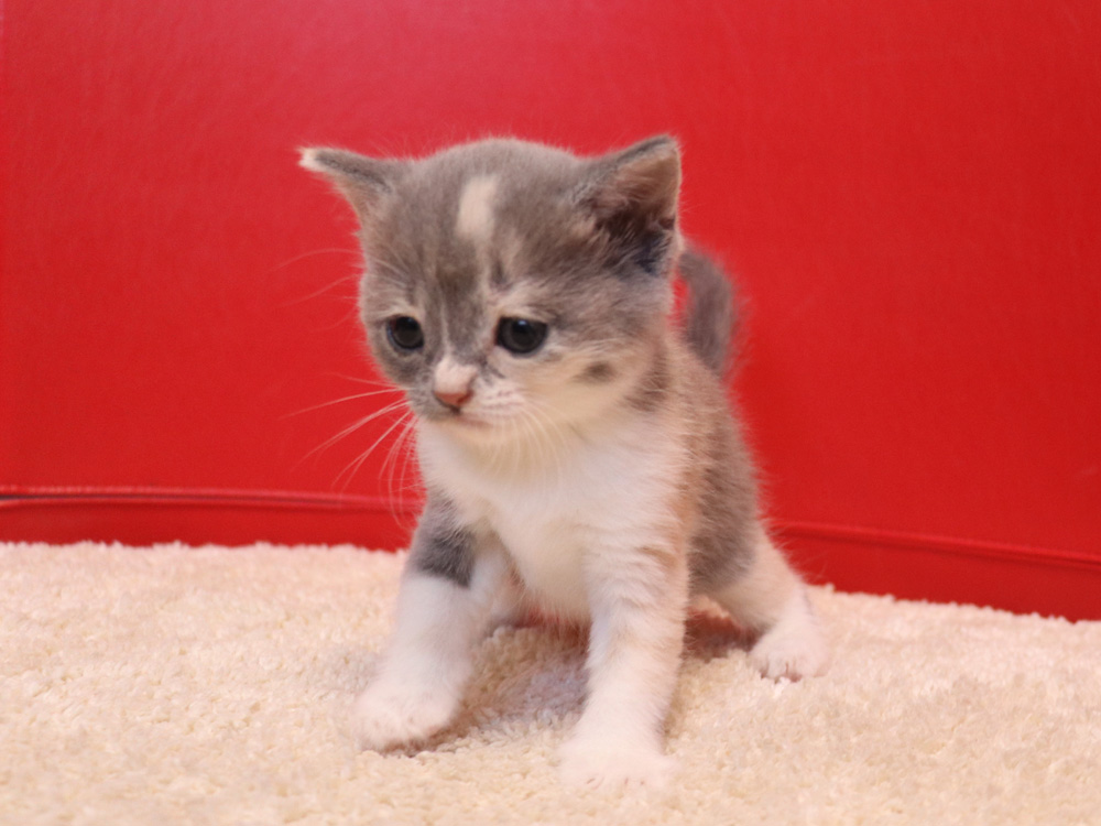 スコティッシュフォールドの子猫画像
