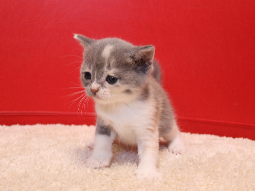 スコティッシュフォールドの子猫画像