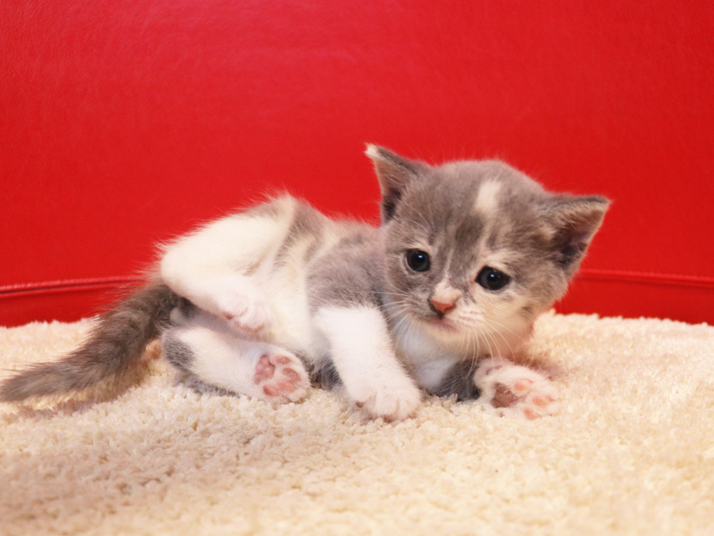 スコティッシュフォールドの子猫画像