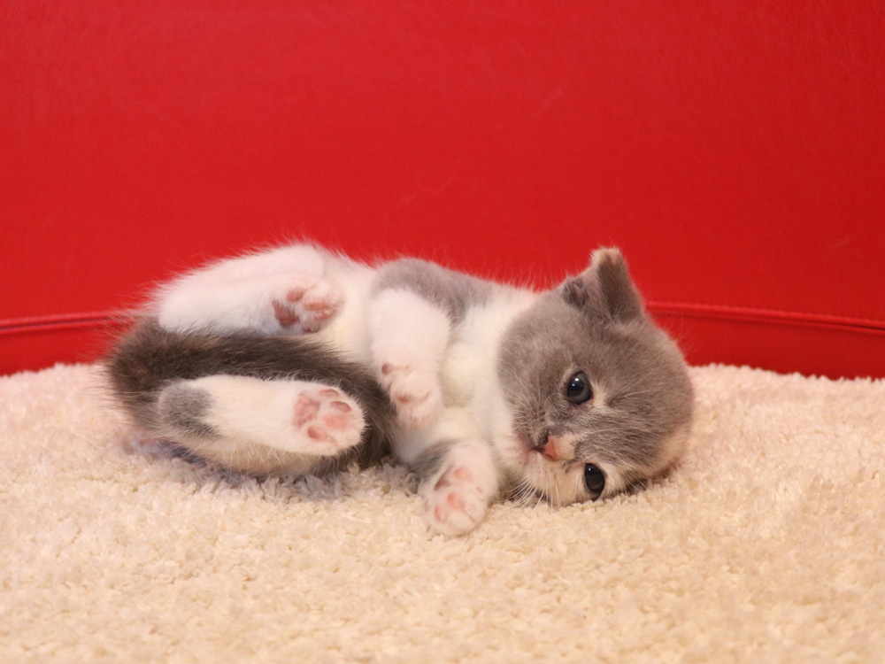 スコティッシュフォールドの子猫画像