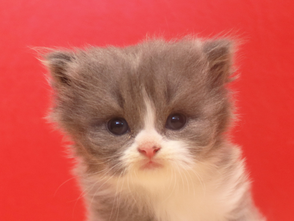 スコティッシュフォールドの子猫画像