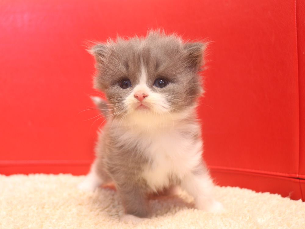スコティッシュフォールドの子猫画像