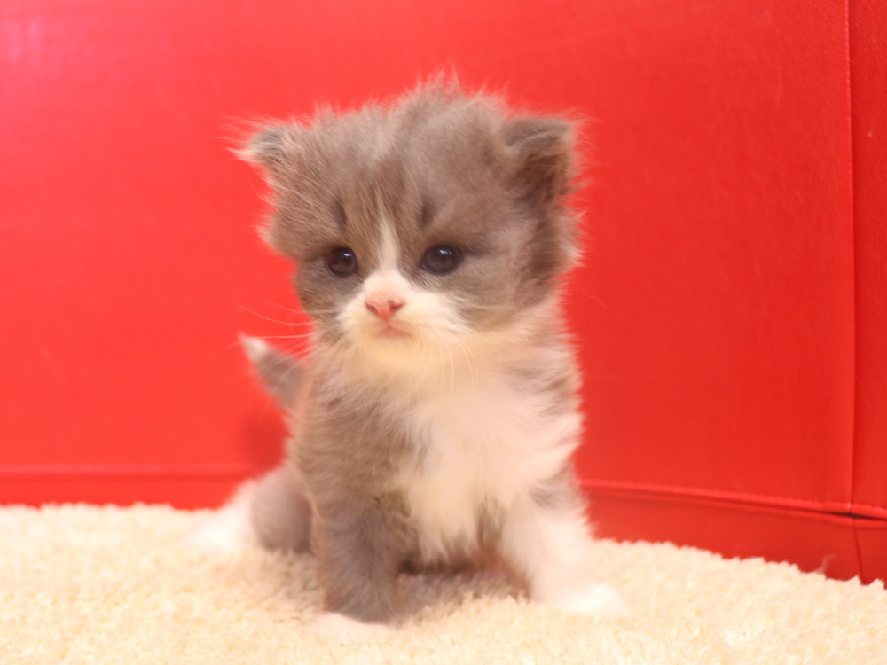 スコティッシュフォールドの子猫画像
