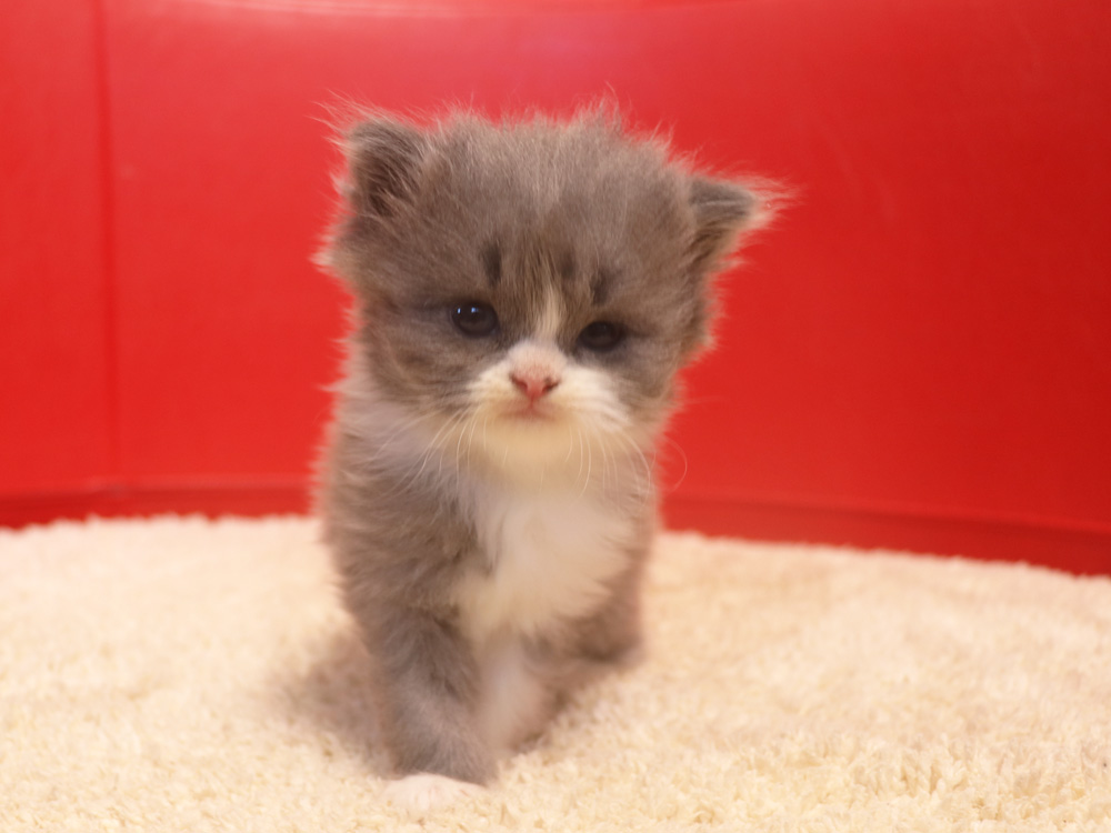 スコティッシュフォールドの子猫画像