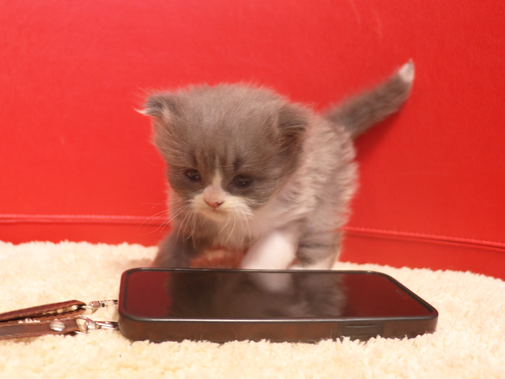 スコティッシュフォールドの子猫画像