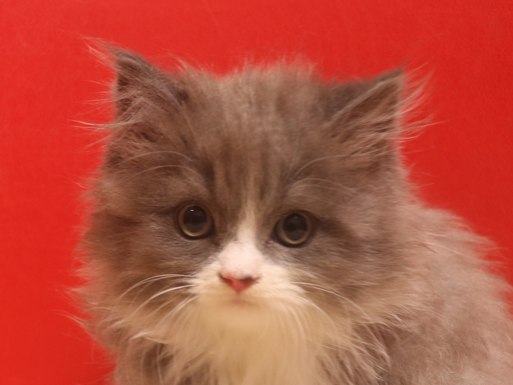 スコティッシュフォールドの子猫画像