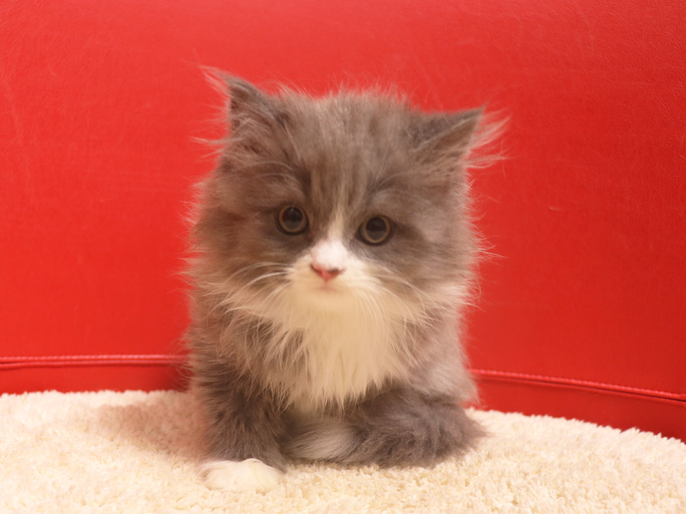 スコティッシュフォールドの子猫画像