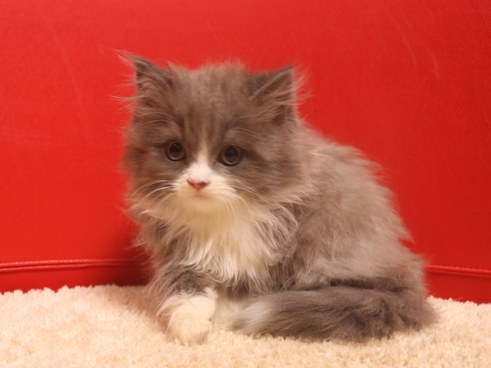 スコティッシュフォールドの子猫画像