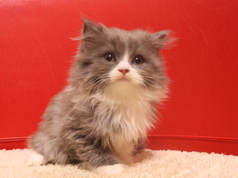 スコティッシュフォールドの子猫画像