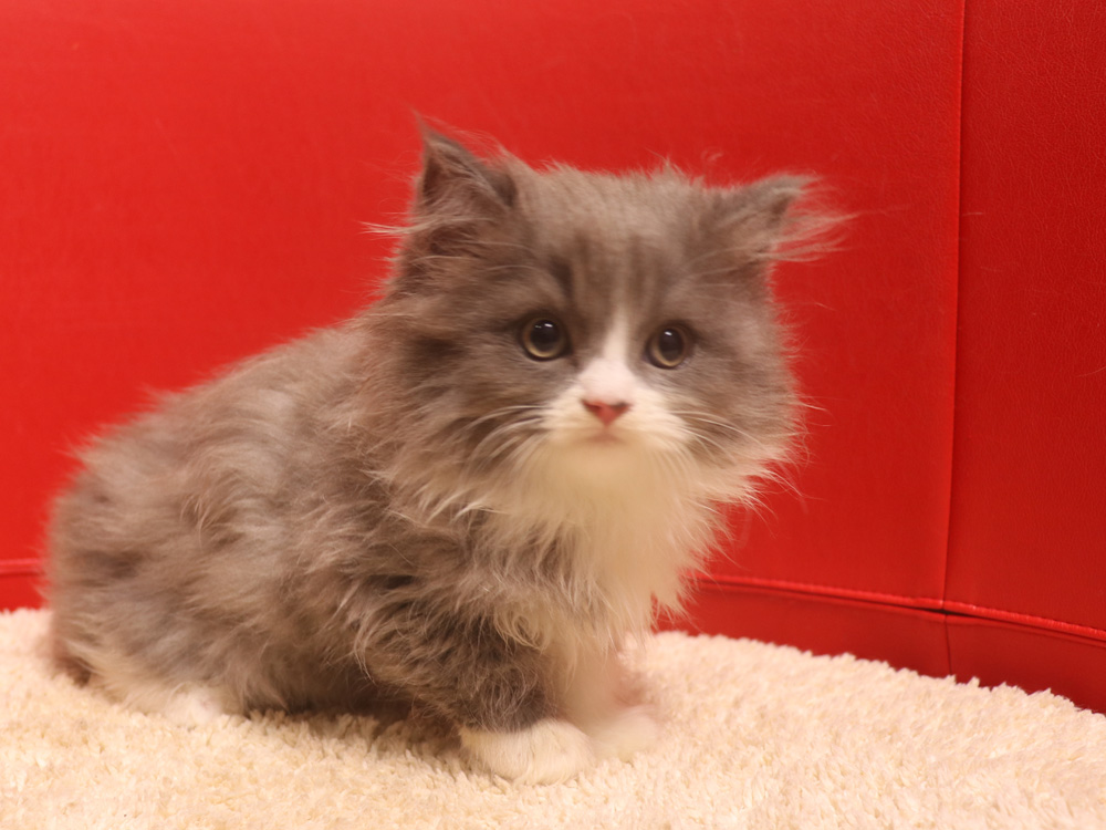 スコティッシュフォールドの子猫画像