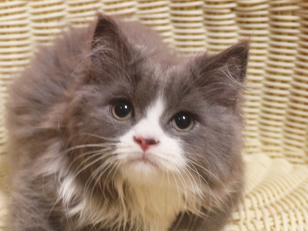 スコティッシュフォールドの子猫画像