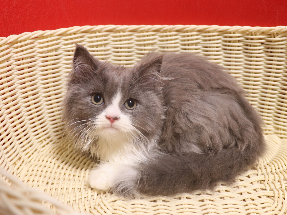 スコティッシュフォールドの子猫画像