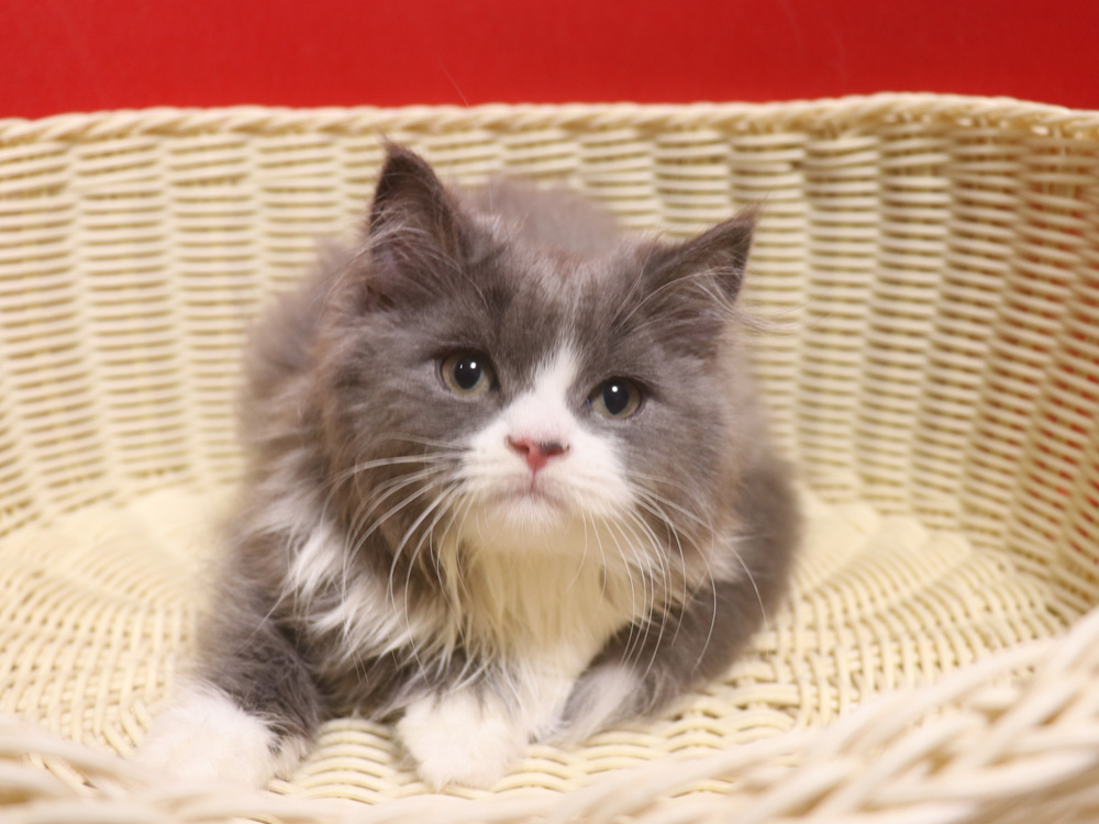 スコティッシュフォールドの子猫画像