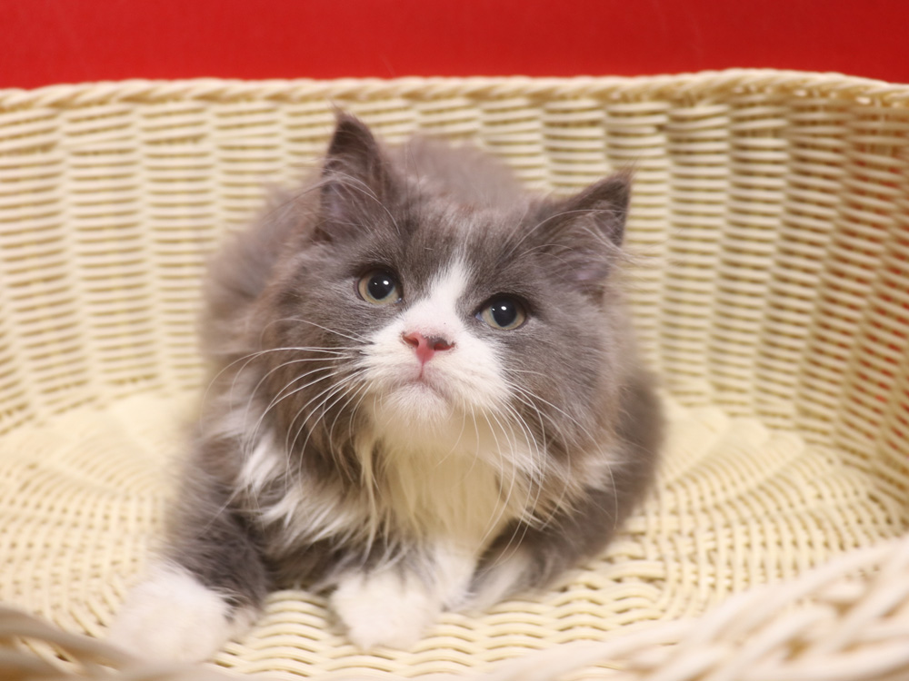 スコティッシュフォールドの子猫画像