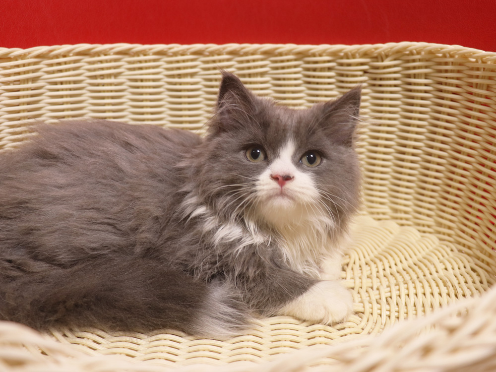 スコティッシュフォールドの子猫画像