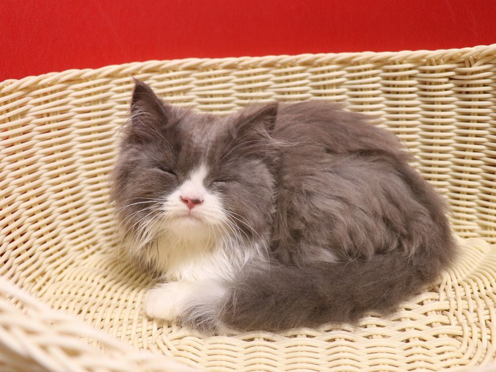 スコティッシュフォールドの子猫画像