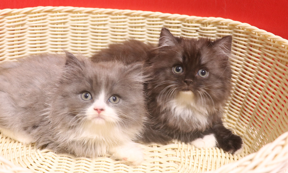 スコティッシュフォールドの子猫画像