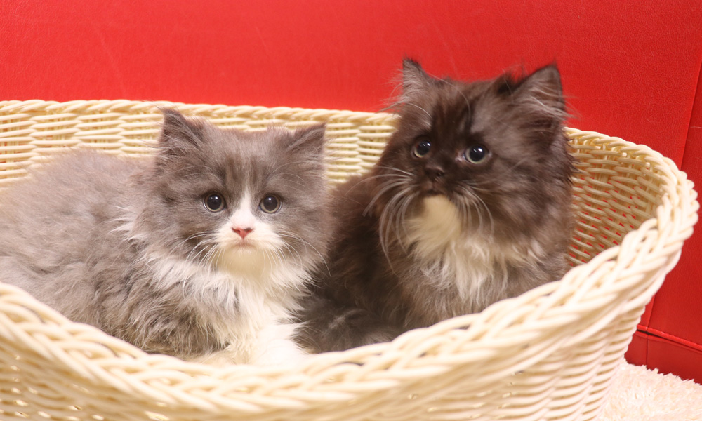 スコティッシュフォールドの子猫画像