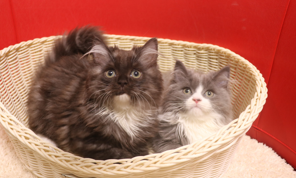 スコティッシュフォールドの子猫画像