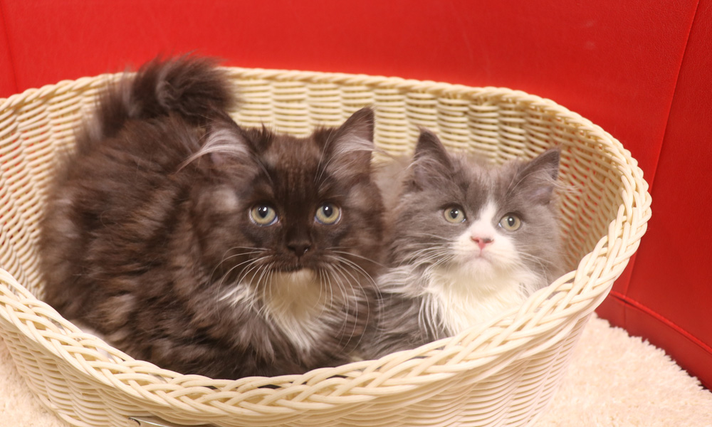 スコティッシュフォールドの子猫画像