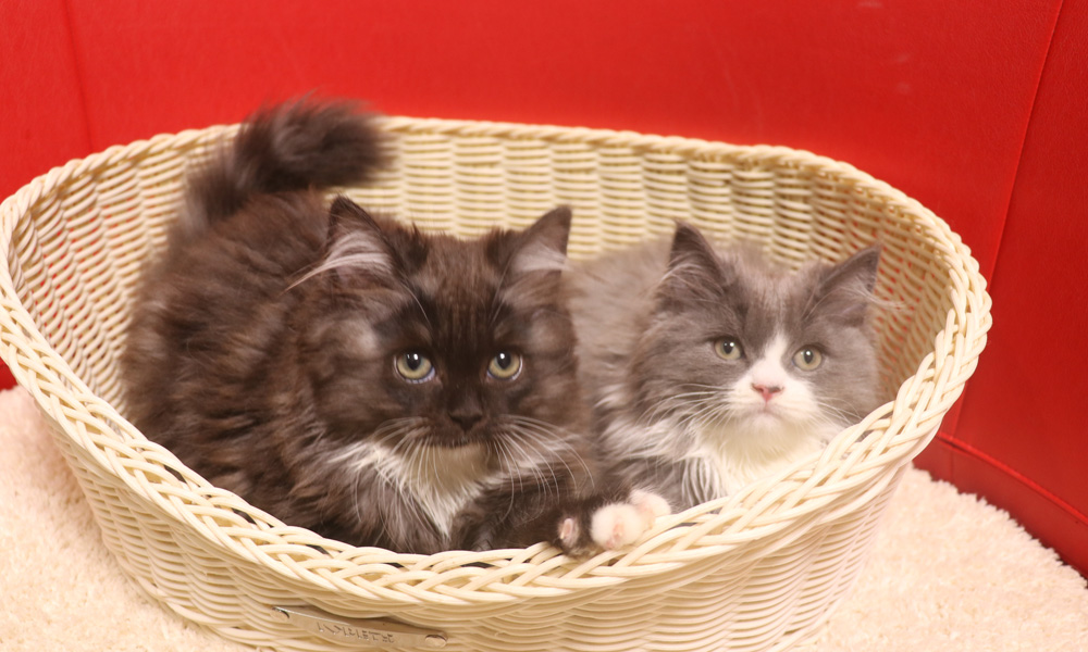 スコティッシュフォールドの子猫画像