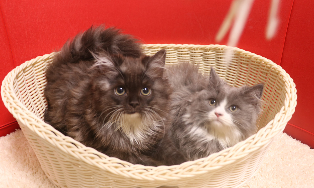 スコティッシュフォールドの子猫画像