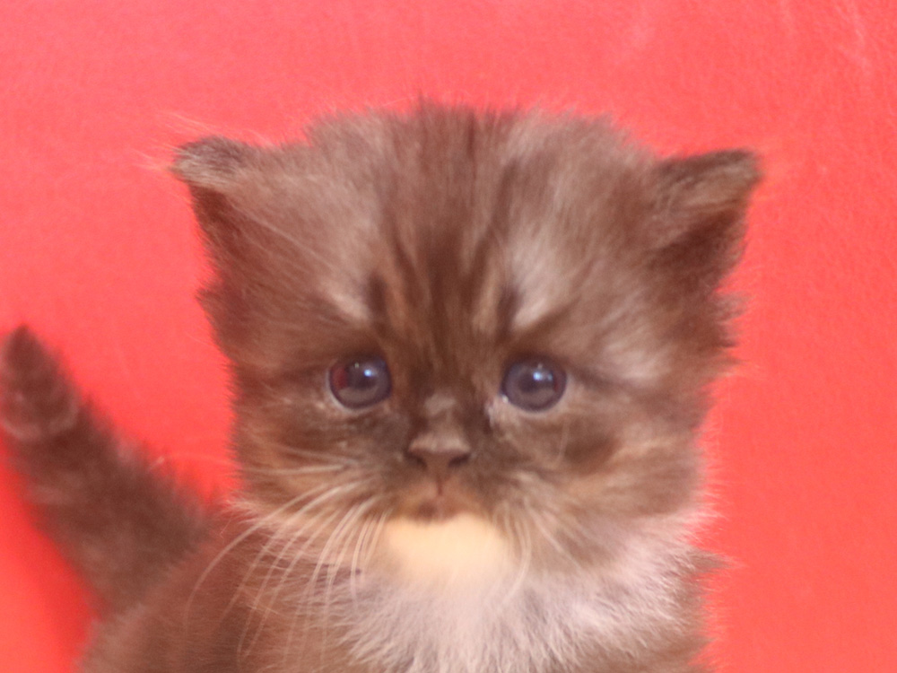スコティッシュフォールドの子猫画像