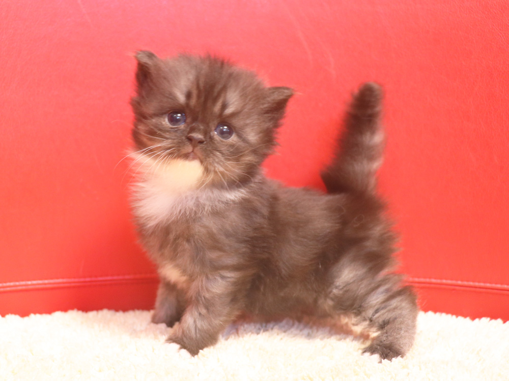 スコティッシュフォールドの子猫画像