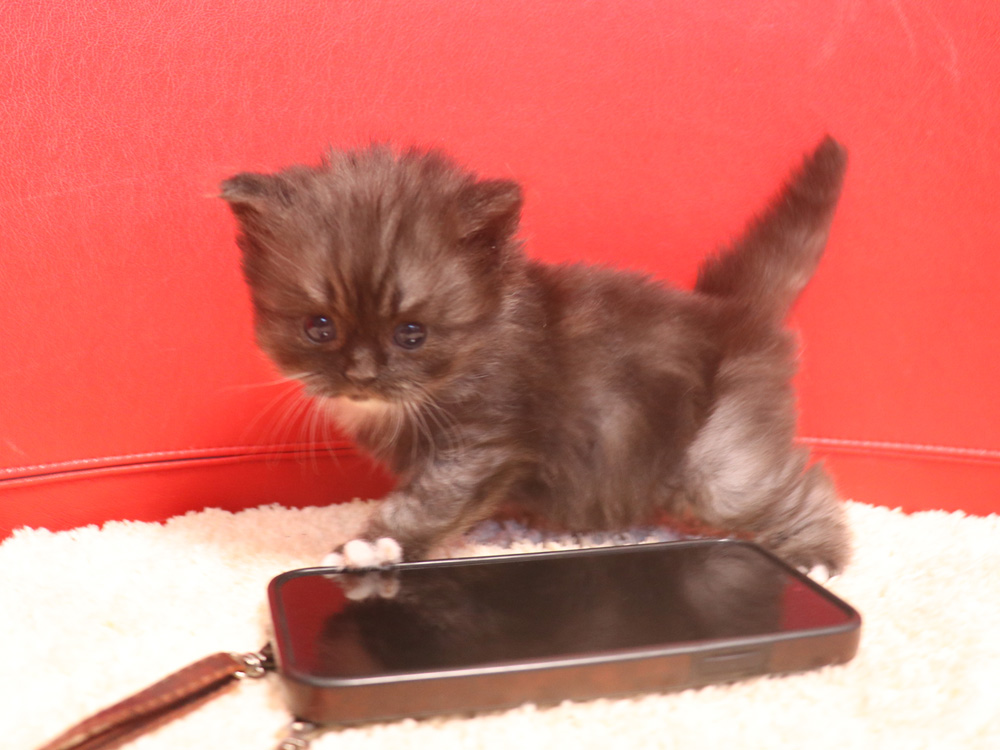 スコティッシュフォールドの子猫画像