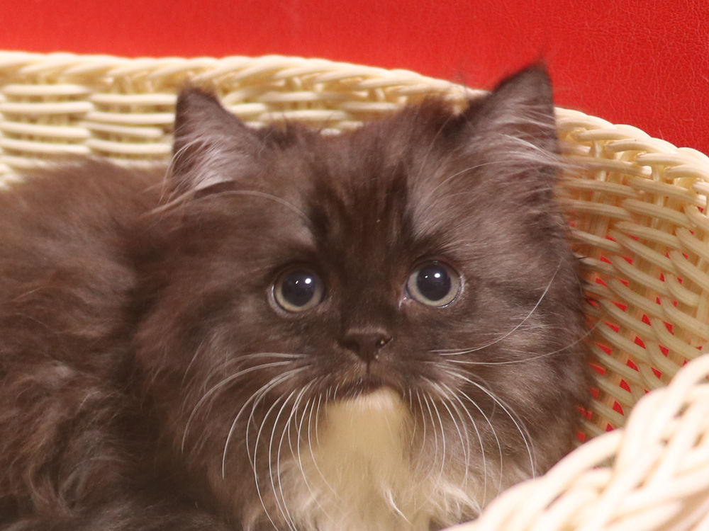 スコティッシュフォールドの子猫画像