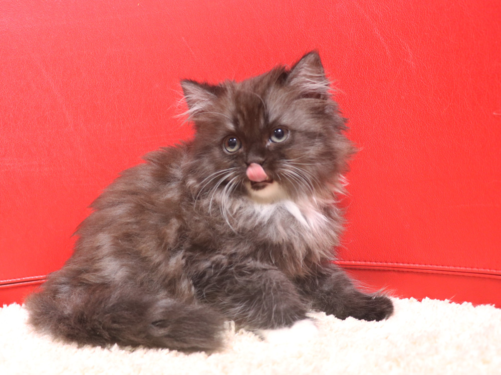 スコティッシュフォールドの子猫画像
