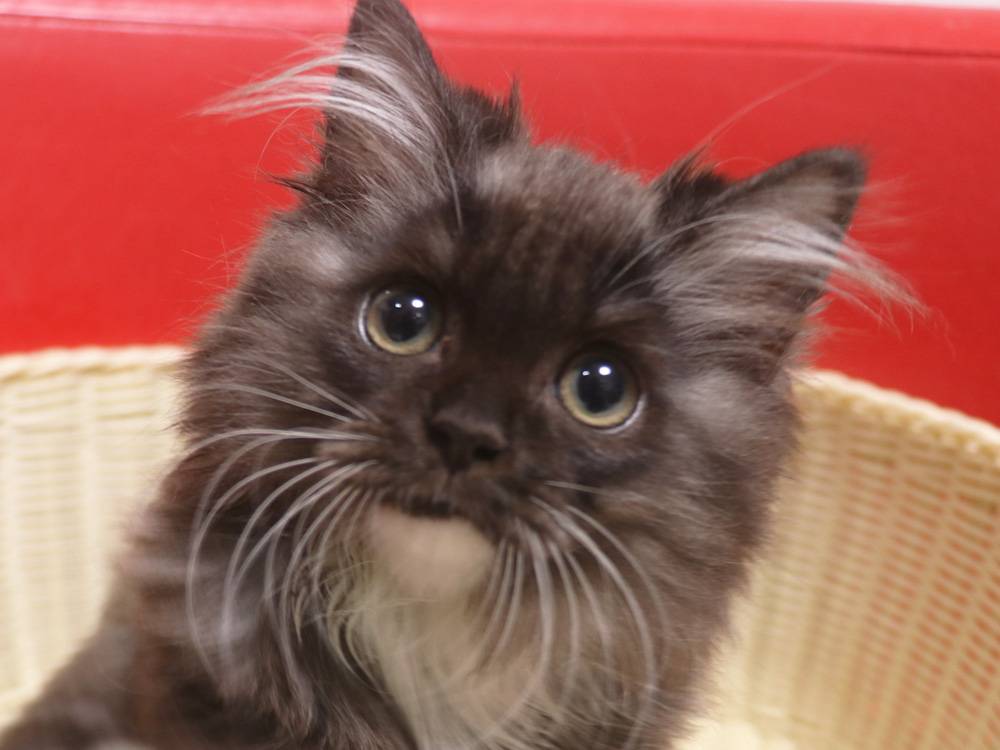 スコティッシュフォールドの子猫画像