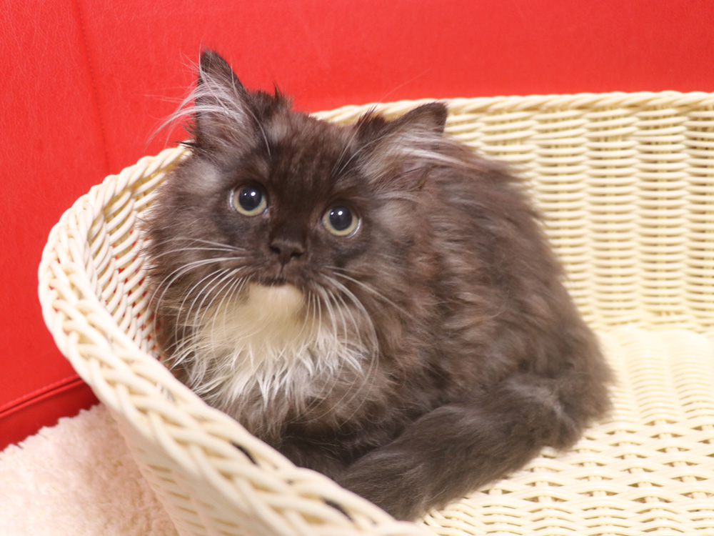スコティッシュフォールドの子猫画像