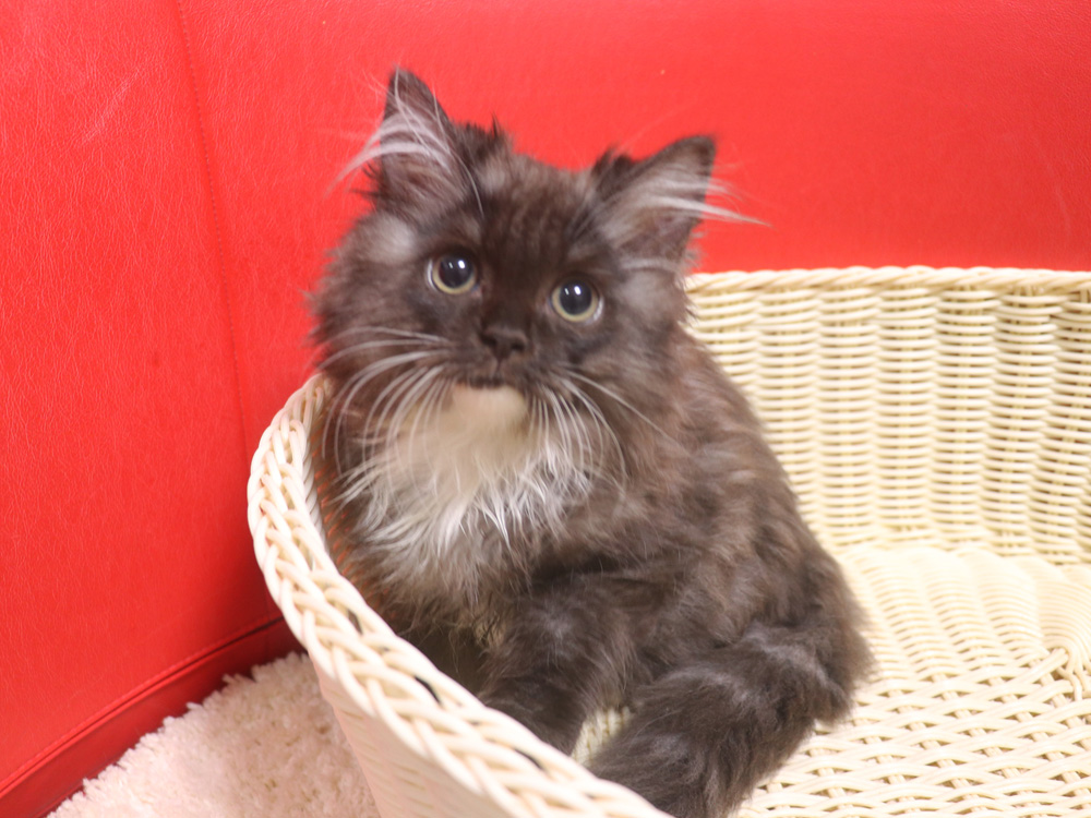 スコティッシュフォールドの子猫画像