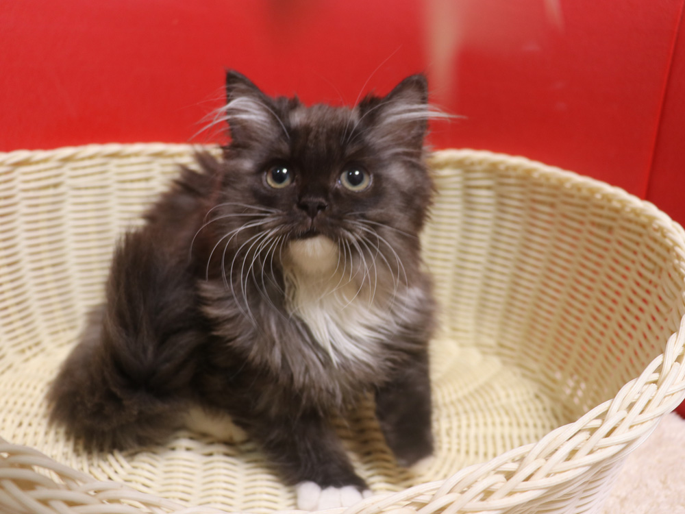 スコティッシュフォールドの子猫画像