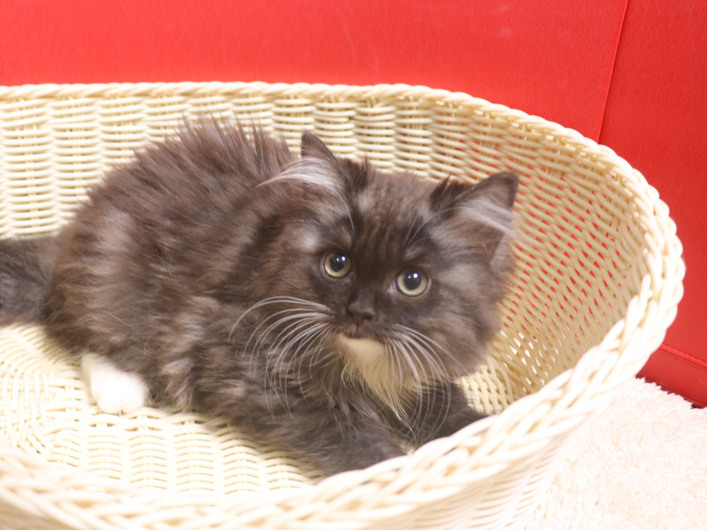 スコティッシュフォールドの子猫画像