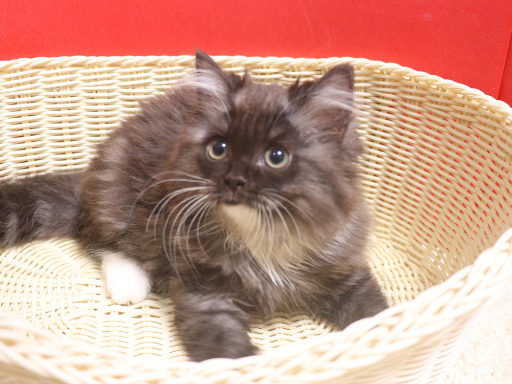 スコティッシュフォールドの子猫画像