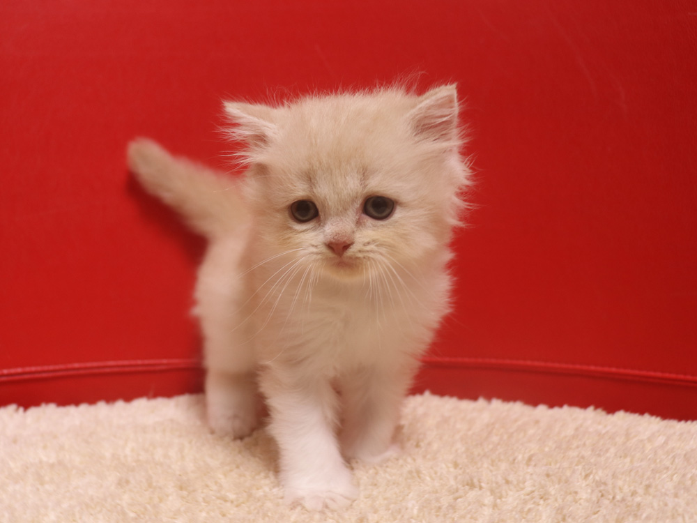 スコティッシュフォールドの子猫画像