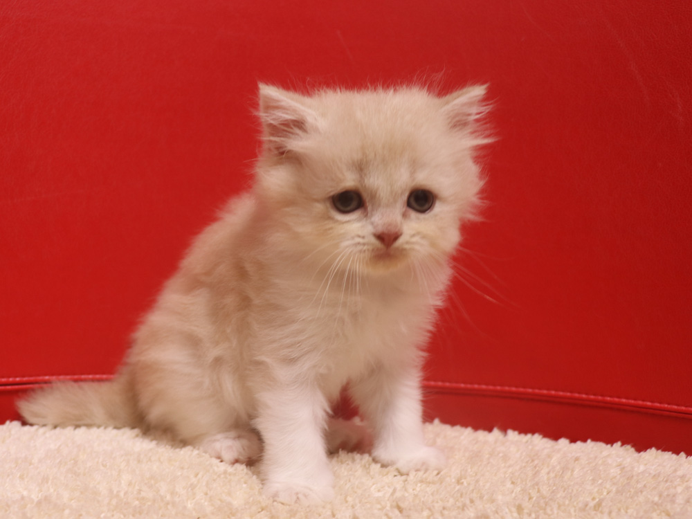 スコティッシュフォールドの子猫画像