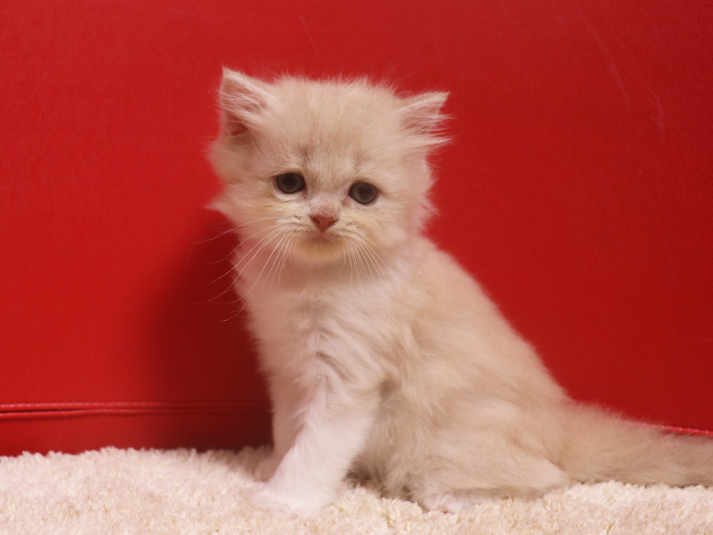 スコティッシュフォールドの子猫画像