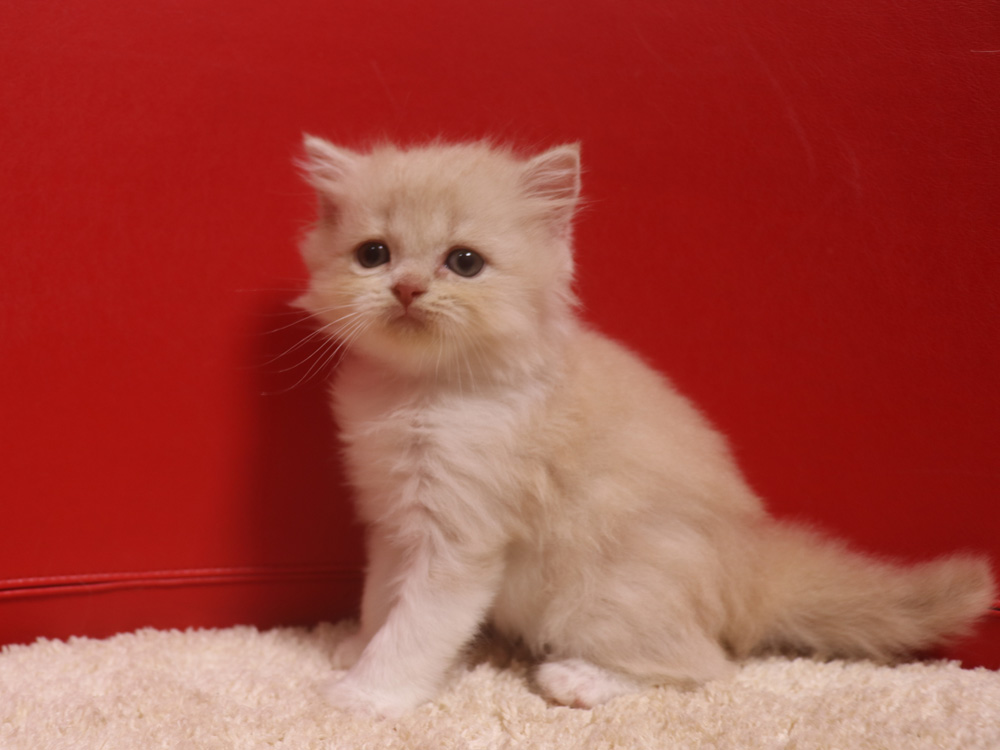 スコティッシュフォールドの子猫画像