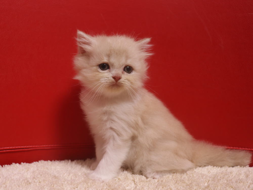 スコティッシュフォールドの子猫画像