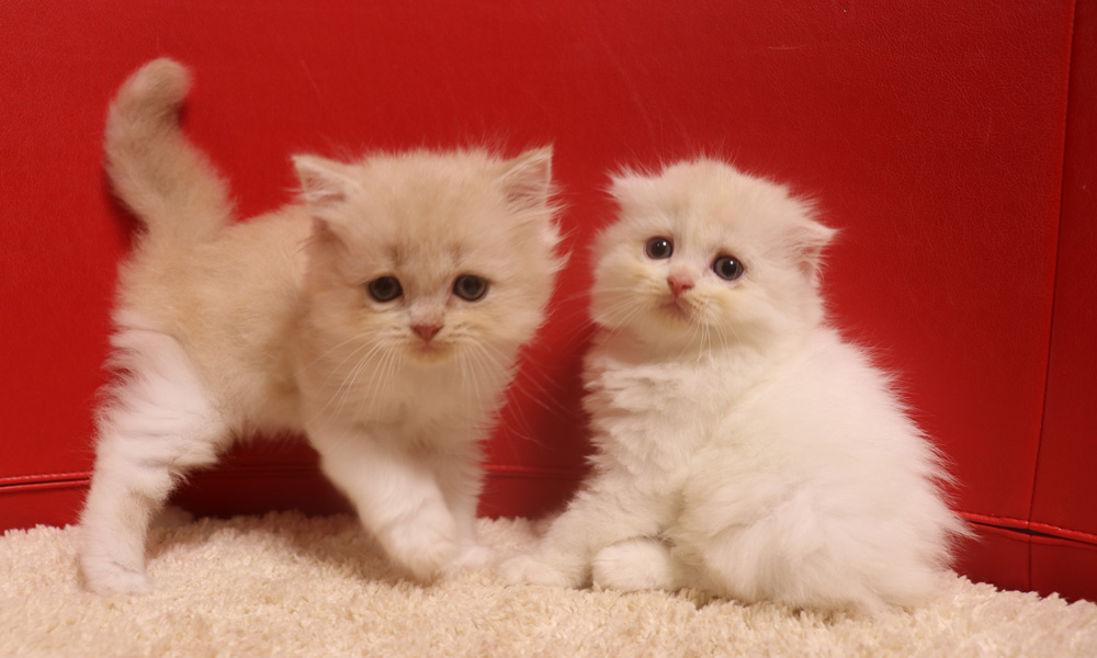 スコティッシュフォールドの子猫画像