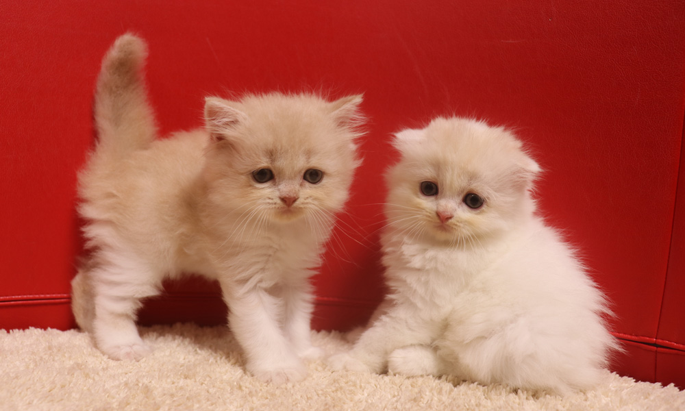 スコティッシュフォールドの子猫画像