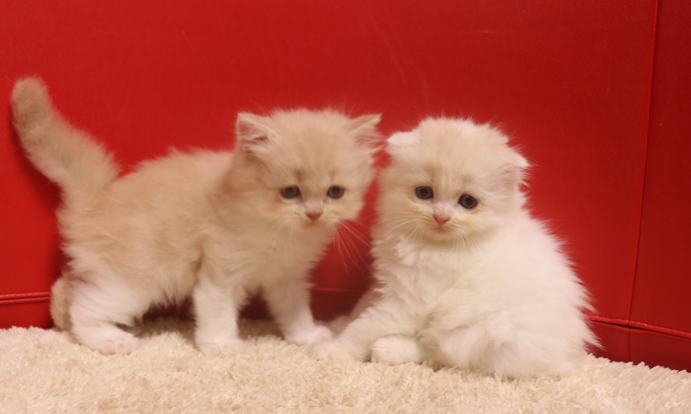 スコティッシュフォールドの子猫画像