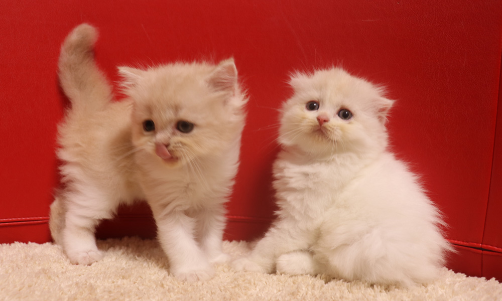 スコティッシュフォールドの子猫画像