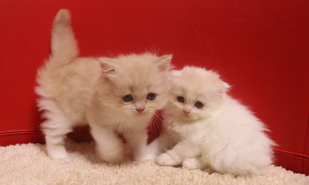 スコティッシュフォールドの子猫画像