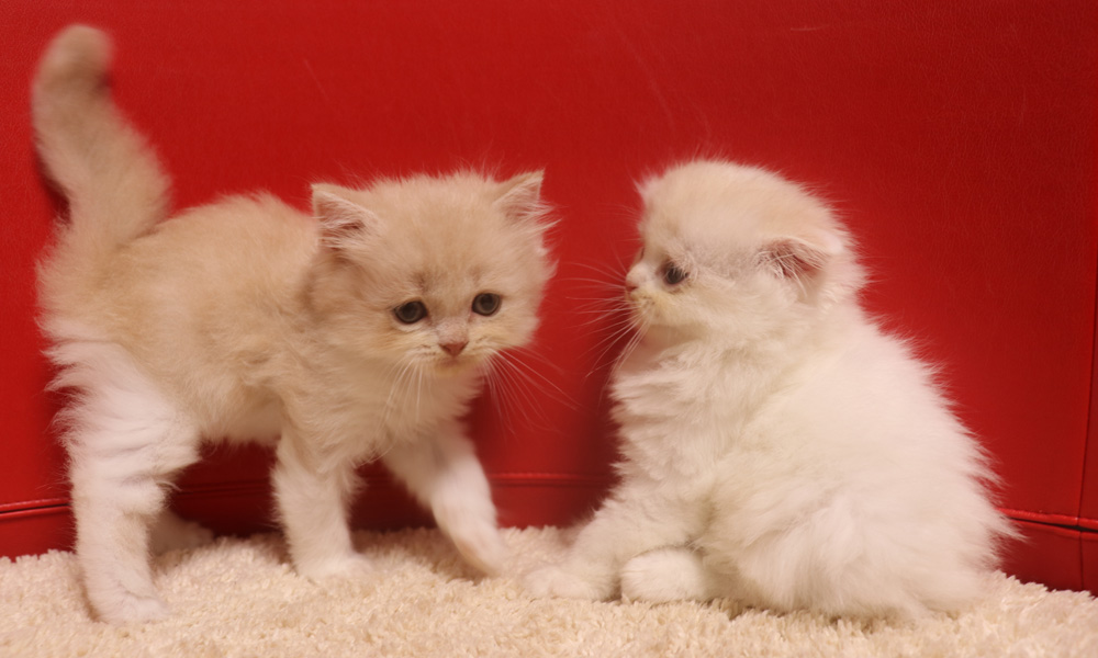 スコティッシュフォールドの子猫画像