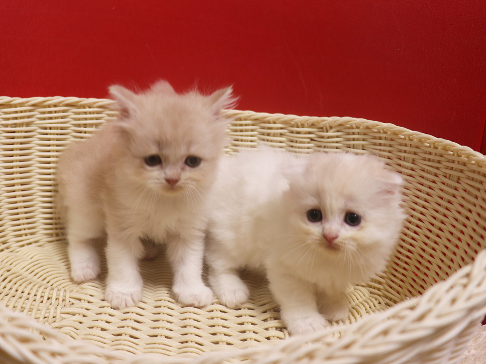 スコティッシュフォールドの子猫画像